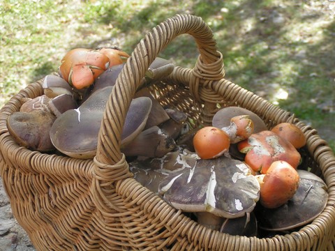 cueillette de champignons